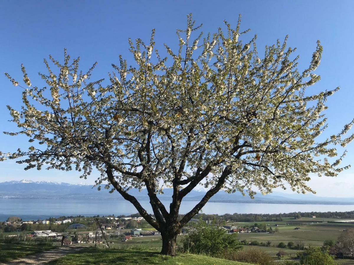 Domaine Beauregard Otel Rolle Dış mekan fotoğraf